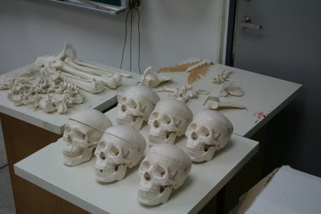 人骨拼圖